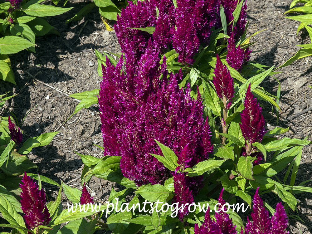 First Flame Purple Celosia (Celosia)